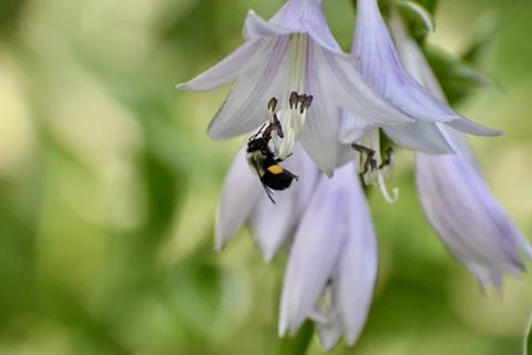 Bumblebee in flower 写真素材
