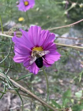 Bumblebee on Flower Stock Photos
