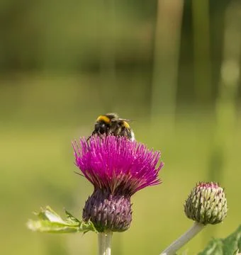 Bumblebee in a flower Stock Photos