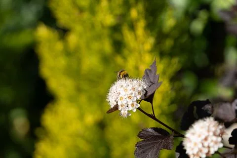 Bumblebee on a flower Stock-Fotos