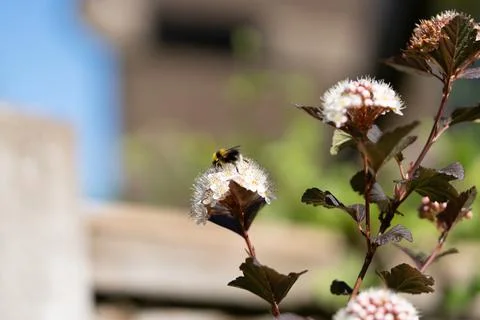 Bumblebee on a flower 写真素材