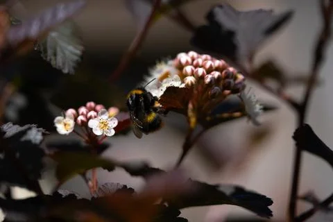 Bumblebee on a flower 库存照片