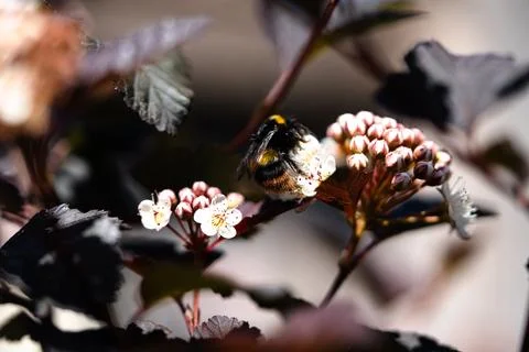 Bumblebee on a flower Stock Photos
