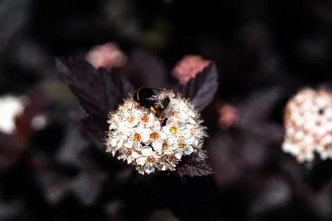 Bumblebee on a flower Fotos de archivo