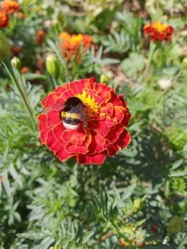 Bumblebee on a flower Stockfoto's