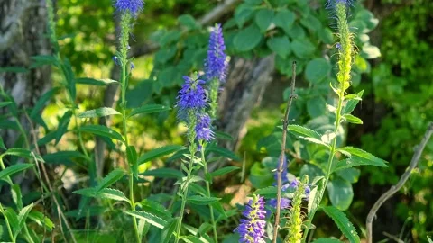 Bumblebee on a flower, Pollinating, 4K Stock Footage 248183204