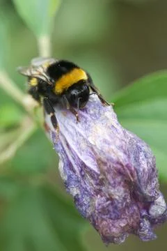 Bumblebee on a flower seen up close Stock Photos
