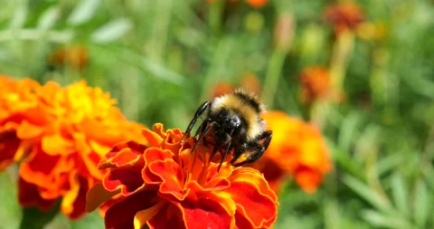 Bumblebee on a flower. Shooting summer macro. Stock Footage 207227691