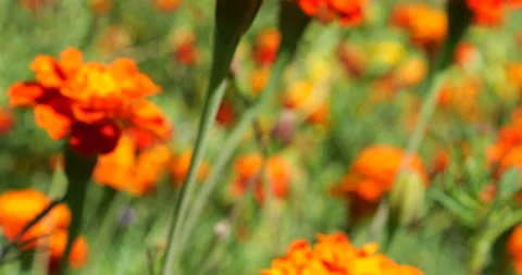 Bumblebee on a flower. Shooting summer macro. Stock Footage 207227694