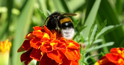 Bumblebee on a flower. Shooting summer macro. Stock Footage 207228168