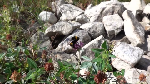 A bumblebee on a flower is sipping nectar and collecting pollen. Stock Footage 345792609