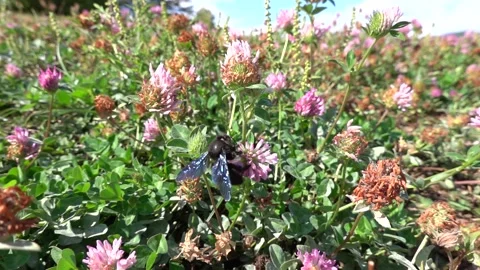 A bumblebee on a flower is sipping nectar and collecting pollen. Stock Footage 345794568
