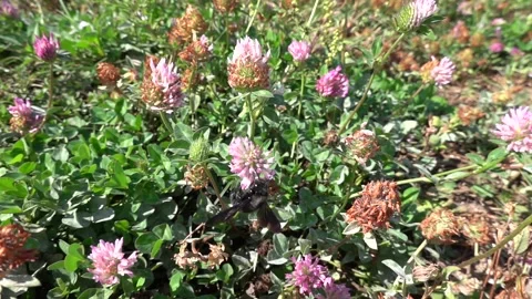 A bumblebee on a flower is sipping nectar and collecting pollen. Vídeos de archivo 345794569
