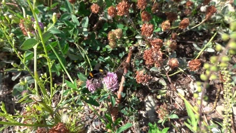 A bumblebee on a flower is sipping nectar and collecting pollen. Stock-Footage 345795451