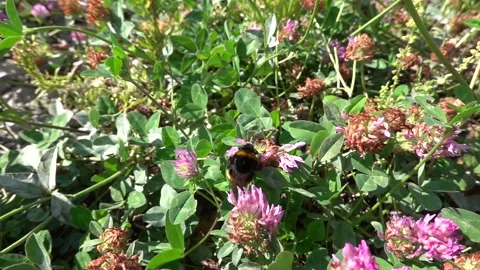 A bumblebee on a flower is sipping nectar and collecting pollen. 스톡 동영상 345796470