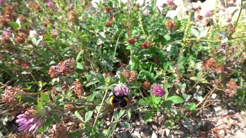 A bumblebee on a flower is sipping nectar and collecting pollen. 動画素材 345799225