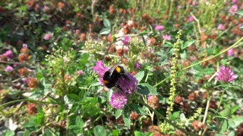 A bumblebee on a flower is sipping nectar and collecting pollen. Stock Footage 345799380