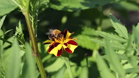 Bumblebee on a flower. Slow motion 4x. Stockbeeldmateriaal 146308916