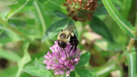 Bumblebee in flower. Slowmotion. Stock Footage 240660964