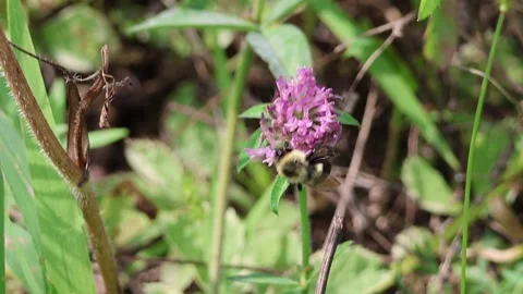 Bumblebee in flower. Slowmotion. Video stock 240660974