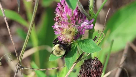 Bumblebee in flower. Slowmotion. Stock Footage 240660992