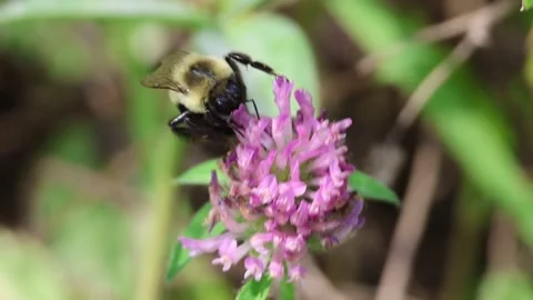 Bumblebee in flower. Slowmotion. Stock Footage 240660994