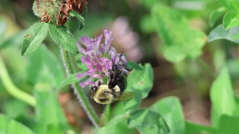 Bumblebee in flower. Slowmotion. Stock Footage 240660995