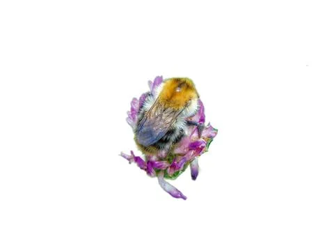 Bumblebee on a flower in the spring Foto stock