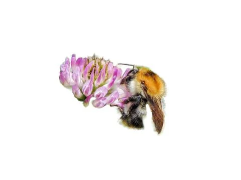 Bumblebee on a flower in the spring Photos