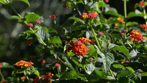 A Bumblebee on flower in summer Stock Footage 97760659