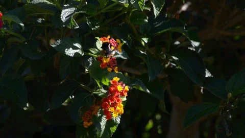A Bumblebee on flower in summer Stock Footage 97760892