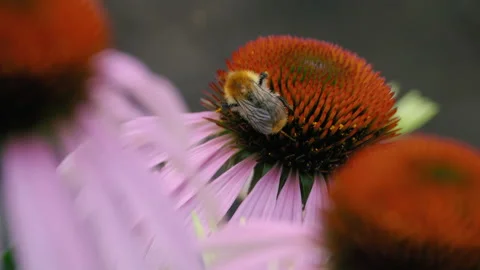 Bumblebee on a flower, summer Video stock 161813752
