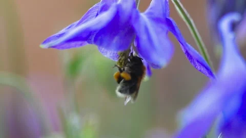 Bumblebee in flower, summer Stock Footage 165835080