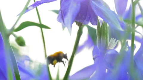 Bumblebee in flower, summer Stock Footage 165939768