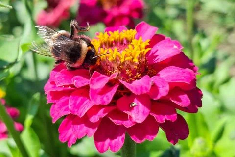 Bumblebee on a flower in summer Fotos de archivo