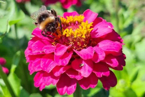 Bumblebee on a flower in summer Fotos de archivo