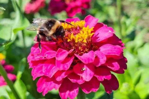 Bumblebee on a flower in summer Photos