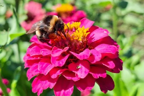 Bumblebee on a flower in summer Stockfoto's