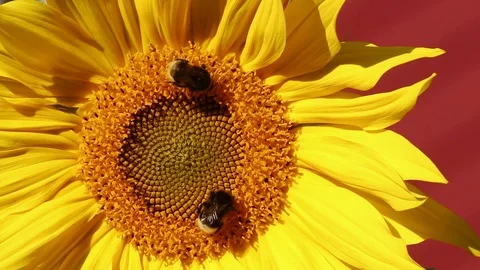 Bumblebee is on a flower of a sunflower Stock Footage 95071690