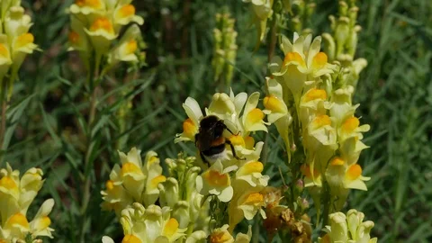 Bumblebee on a flower of the tributary. 動画素材 116543762