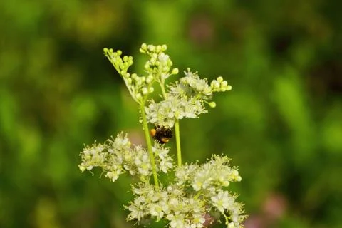 Bumblebee on a flower at work Stock Photos