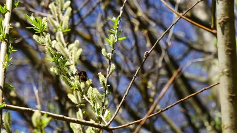 A bumblebee on a flowering willow eats nectar. 動画素材 239074804