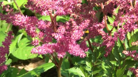 Bumblebee On Flowers 1 Stock Footage 7764109