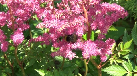 Bumblebee On Flowers 2 Stock Footage 7764113
