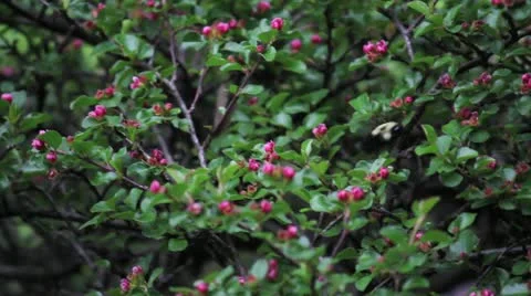 Bumblebee on Flowers Video stock 11071579