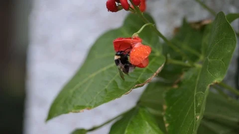 Bumblebee on Flowers Video stock 90860899