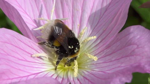 Bumblebee flowers Vídeo Stock 154599246