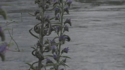 Bumblebee on flowers Stock Footage 163123781