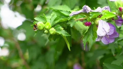 Bumblebee on flowers Stock Footage 249284421