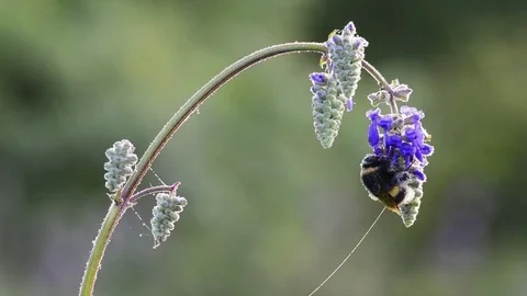 Bumblebee on flowers in meadow Stock Footage 83906293
